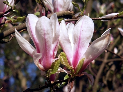 Rosafarbige Magnolienblüten