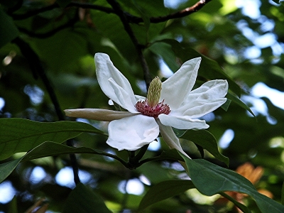 Weiße Magnolienblüte