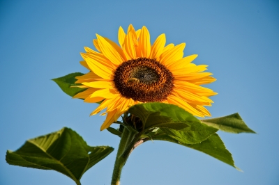 Sonnenblume mit Biene