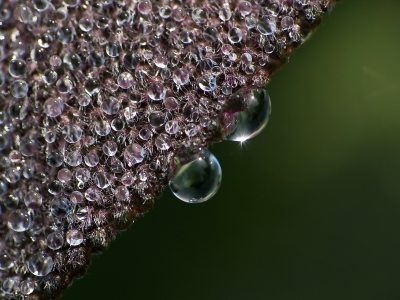 tausend Wassertropfen