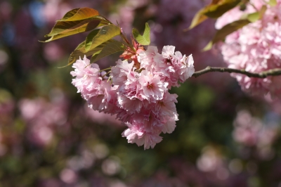 Kirschblüten