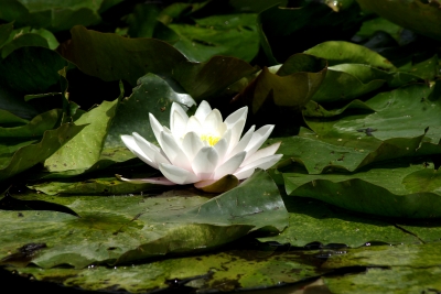 bot. Garten Uni-Hohenheim 8