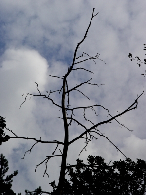 Toter Baum vor Gewitterkulisse