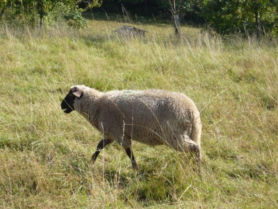 Schaf im Sauerland