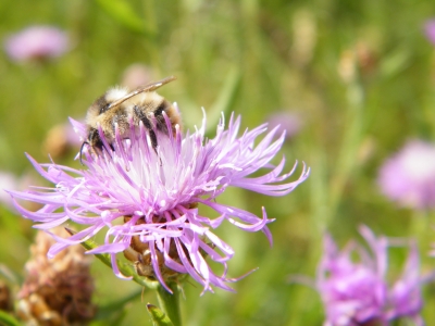 Honigbiene auf der Blüte