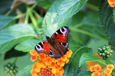 Und noch einer ... ein Schmetterling