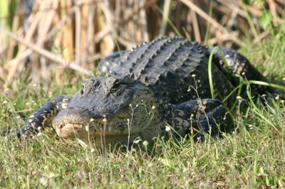 Florida Krokodil auf der Wiese