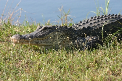 Alligator am See