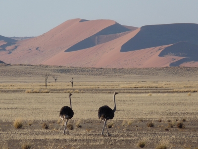 Strauße vor den Dünen von Sossusvlei/Namibia