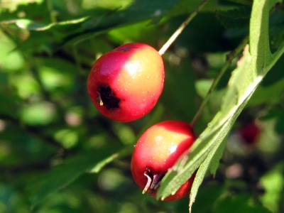 Weißdornfrüchte