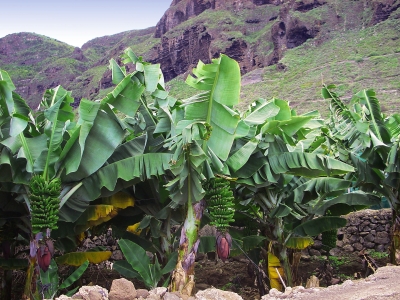 Bananenplantage in Teneriffa