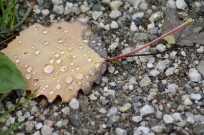 Herbstblatt