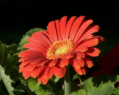 Gerbera 1