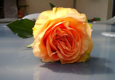 apricotfarbene Rose