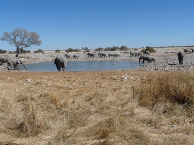 Elefanten an der Wasserstelle