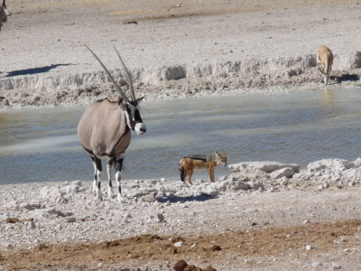 Oryx und Schakal