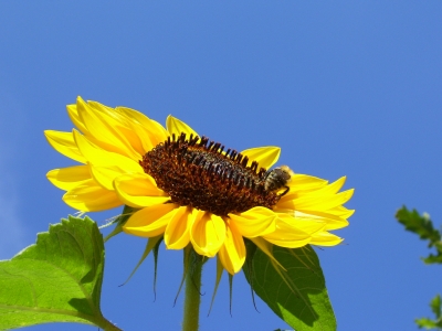 Biene auf Sonnenblume