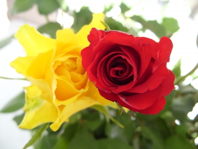 rote und gelbe Rose