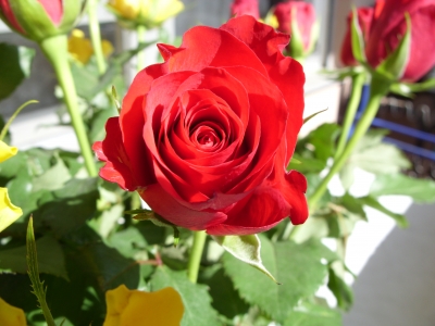 rote Rose 2