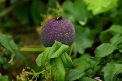 bot. Garten Uni-Hohenheim 22