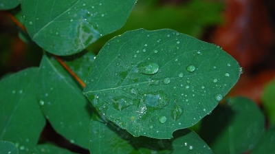 nach dem Regen #3