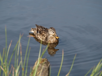 Ente im Teich