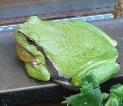 giftgrüner Laubfrosch