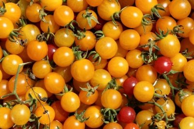 Tomaten 55