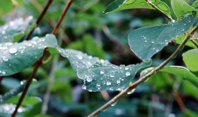 Blattwerk im Regen