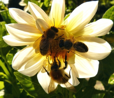 Bienen im Gegenlicht