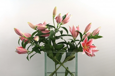 Langsames Aufblühen mit Vase