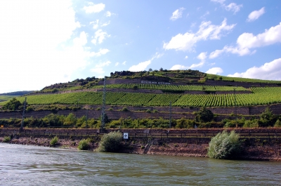 Weinberg bei Rüdesheim am Rhein