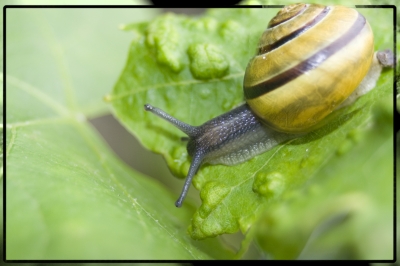 Die Schnecke