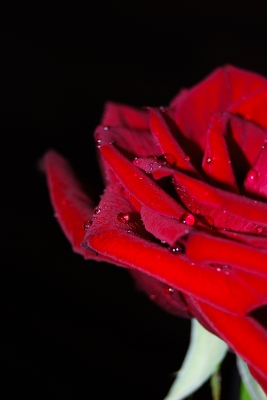 rote rose