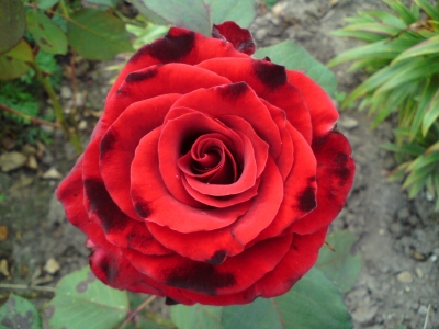 Seltsame Rosenblüte