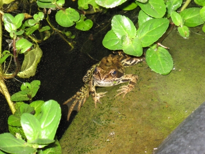 Frosch mit blauen Augen