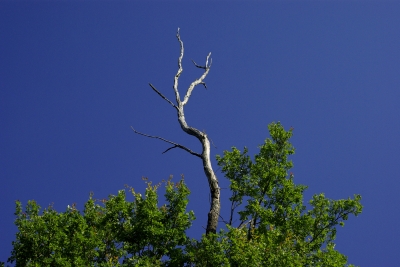 unsere schöne Natur 5