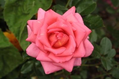 Rosenblüte II