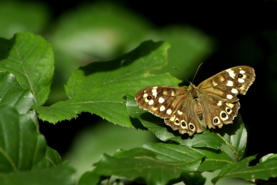 unsere schöne Natur 11