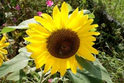 Sonnenblume mit Bienen