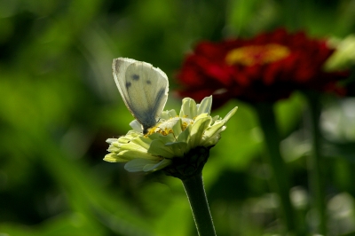 unsere schöne Natur 15