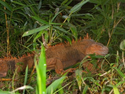 Echse in Costa Rica