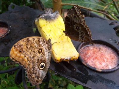 Schmetterlinge  in Costa Rica
