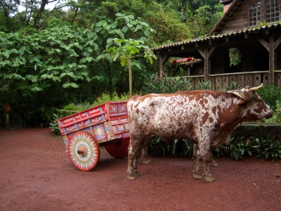 ein Ochsenkarren in Costa Rica