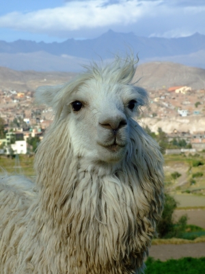 ein Alpaca in Peru