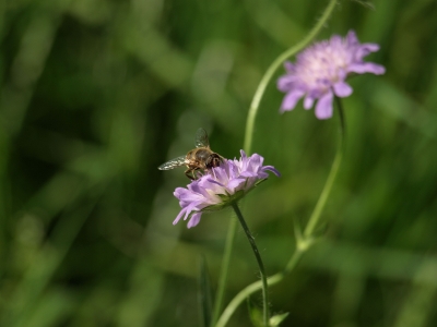 Biene auf Blume