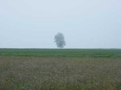 Einsamer Baum