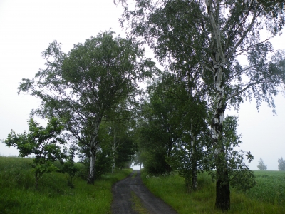 Allee in den Wald