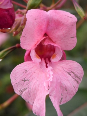 Wilde Orchidee im Moor