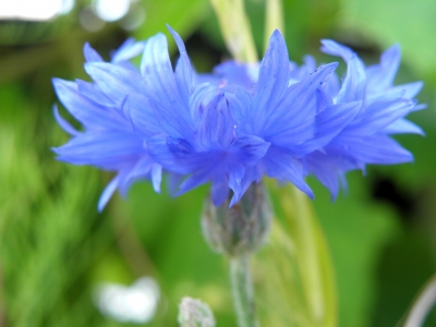 Blaue Wildblume